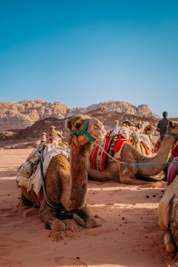 Camels sitting with colorful saddles in the stunning Wadi Rum desert on a sunny day.